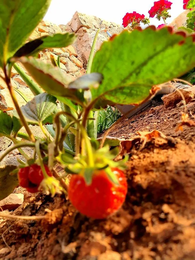 Agriturismo El Bounty1 プエルト・デル・ロサリオ スペイン